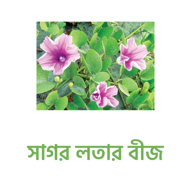 সাগর লতার বীজ